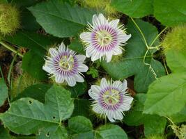 Makro Foto von ein Grün Pflanze Das hat farbig Blumen. es sieht aus attraktiv und schön