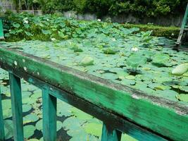Bild von ein Wasser Teich mit Lotus Pflanzen über Es. das Schwimmbad hat ein schön Aussicht mit Schatten von Objekte und Pflanzen auf das Wasser foto