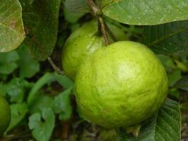 Makro Foto von Guave Obst immer noch hängend von das Stengel und Stengel von es ist Elternteil im tropisch Bereiche.