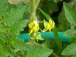 Makro Foto von ein Grün Pflanze Das hat farbig Blumen. es sieht aus attraktiv und schön