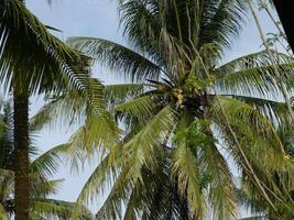 Makro Foto von ein Kokosnuss Das ist immer noch intakt kommt von ein hoch Baum und in der Regel können Leben beim verschiedene Höhen