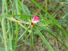 Makro Fotos von Blumen von Zier Pflanzen welche sind sehr schön und können Sein gewachsen und gepflegt im das Vorderseite Garten oder zurück Garten von das Haus.