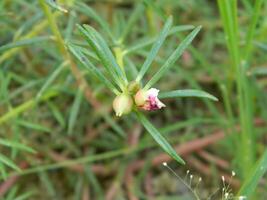 Makro Fotos von Blumen von Zier Pflanzen welche sind sehr schön und können Sein gewachsen und gepflegt im das Vorderseite Garten oder zurück Garten von das Haus.