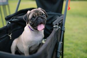 ein süß wenig Mops ist Sitzung im ein Kinderwagen foto