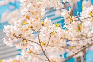 schön Kirsche Blüten und Blau Himmel. Kirsche blühen im Frühling. foto