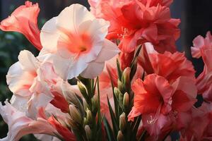 Gladiole im Garten schließen hoch. foto