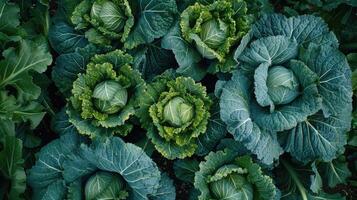 frisch Grün Kohl Kopf mit Tautropfen Nahansicht foto