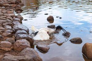 australischer weißer ibis foto