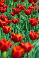 das Tulpen, Blühen im ein Garten. bunt Blumen foto