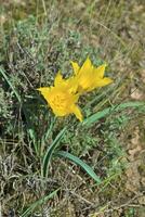 wild Tulpe von das Kolpakowo foto