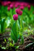 das Tulpen, Blühen im ein Garten. bunt Blumen foto