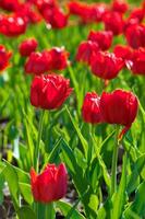 das Tulpen, Blühen im ein Garten. bunt Blumen foto