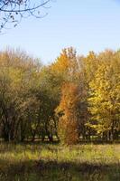 herbstlich Bäume auf das Sonnenuntergang in Park foto