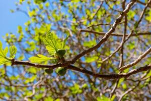 unreif Feigen und Knospen auf das Feige Baum im Frühling foto