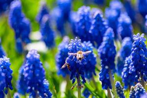 Traube Hyazinthen und Honig Bienen. Frühling Hintergrund Foto