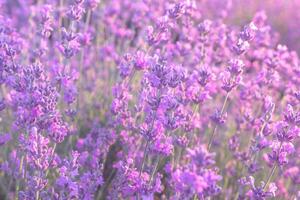 Lavendel Blume Feld Nahansicht auf Sonnenuntergang, frisch lila aromatisch Blumen zum natürlich Hintergrund. Design Vorlage zum Lebensstil Illustration. violett Lavendel Feld im Provence, Frankreich. foto