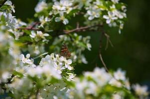 Schmetterling Vanessa io auf Apfel Baum blühen foto