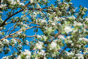 Gardens von Blühen Äpfel foto