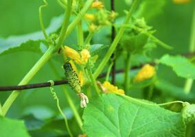 jung Gurke Pflanze draußen, Makro Nahansicht auf ein Grün Blatt. foto