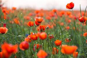 natürlich Blume Hintergrund. tolle Aussicht von bunt rot Mohn Blüte. foto