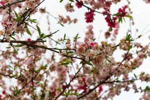 Blume Festival im Toowoomba, qld, Australien. foto