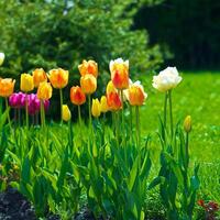 das Tulpen, Blühen im ein Garten. bunt Blumen foto