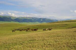 Herde von das kazakh Pferd, es ist hoch im Berge zu in der Nähe von Almatie foto