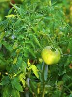 rot und Grün Tomaten auf das Busch foto