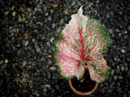 Caladium zweifarbig Leafe Rosa und Bueatyful Weiß auf schwarz Hintergrund foto