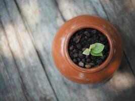 Zamioculcas mamifolia im karamik Topf auf Tabelle mit Garten Hintergrund Natur foto