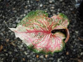 Caladium zweifarbig Leafe Rosa und Bueatyful Weiß auf schwarz Hintergrund foto