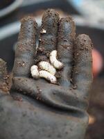 Boden zum pflanzlich mit Erdwarm und Fehler im Hand Grün Garten Hinterhof foto