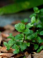 Grün lefes Minze im Haus Topf Garten draussen foto