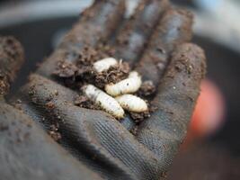 Boden zum pflanzlich mit Erdwarm und Fehler im Hand Grün Garten Hinterhof foto