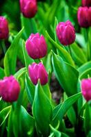 das Tulpen, Blühen im ein Garten. bunt Blumen foto