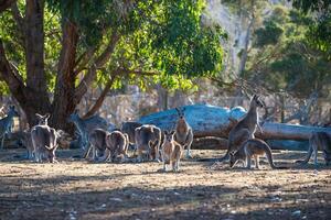 Kängurus im Philipp Insel Tierwelt Park foto