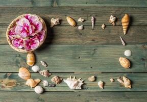 Vielfalt von Meer Muscheln auf ein hölzern Hintergrund foto