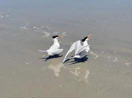 zwei königlich Seeschwalbe Möwen, einer mit ein Attitüde, einer suchen beim Es, Stehen im das Sand und Wasser beim das Kante von das Ozean beim ponce Einlass, Steg Strand, Florida foto