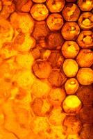 schließen oben Studio Schuss von organisch Honig im ein Bienenwabe. foto
