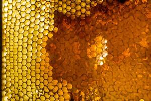 Studio Nahansicht von Bienenwabe foto