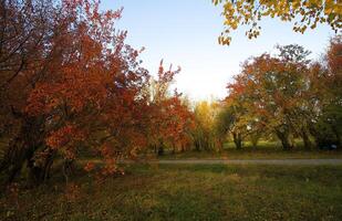 herbstlich Bäume auf das Sonnenuntergang in Park foto