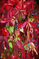 bunt Hintergrund Bild von gefallen Herbst Blätter foto