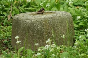 Ring zu sichern Pferde auf ein Beton Pole foto