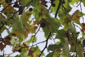 Herbst Farben im das Park, Niederlande foto