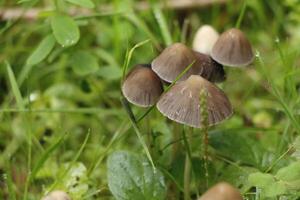 Pilz, Herbst, Wald, Europa foto