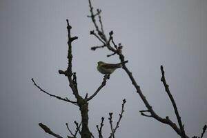 Migrant Vögel im ein Baum, Fauna im das Zwanenwasser Natur Reservieren im Norden Holland, das Niederlande. viele von anders Vögel zu sehen. foto