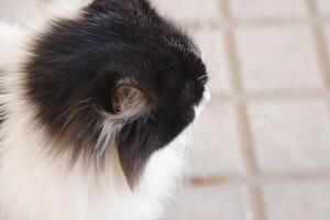 Porträt von ein schwarz und Weiß Katze, foto