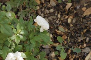 weiße Rose im Garten foto