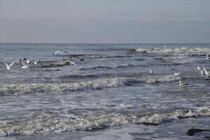 Möwen fliegend über das Norden Meer, Niederlande foto