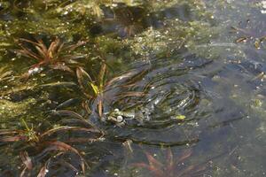 natürlich Teich mit viele von Frösche, Frühling foto